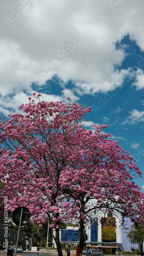 Wallpaper Mural Photo of a stunning pink ipê tree in full bloom in Brasília, Brazil. Captures the vibrant colors and iconic beauty of one of the city’s most beloved native trees. Torontodigital.ca