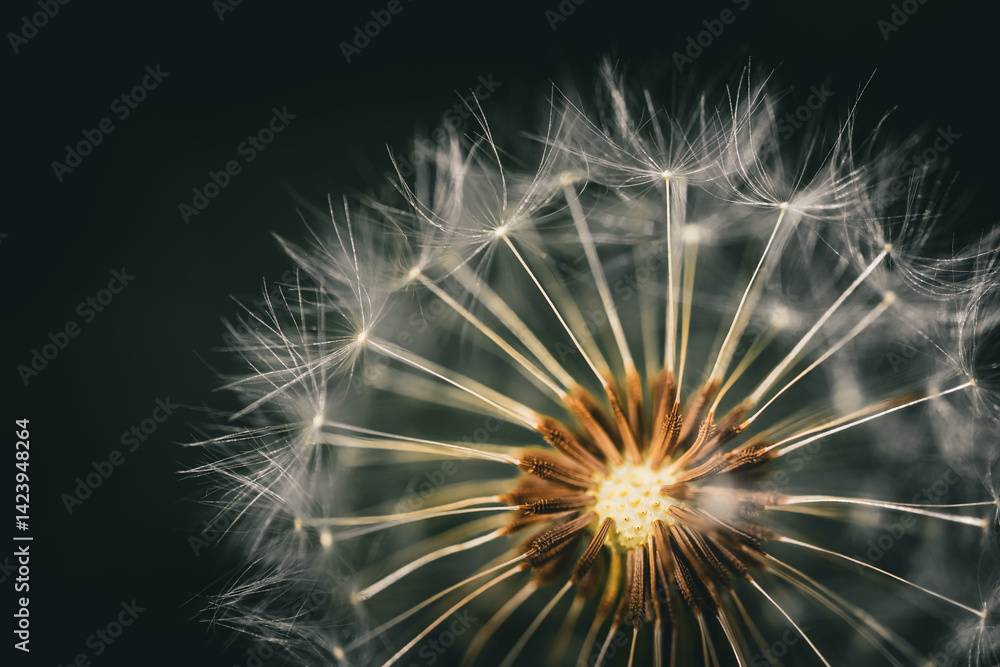 Obraz premium Nahaufnahme von den Flugsamen des Löwenzahns