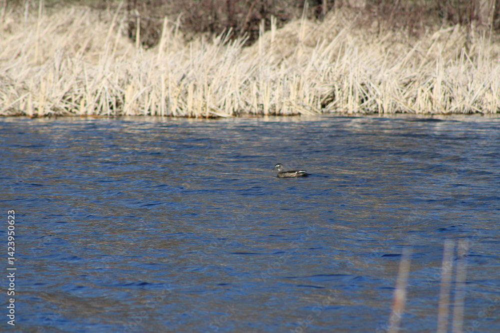 Fototapeta premium duck on the lake