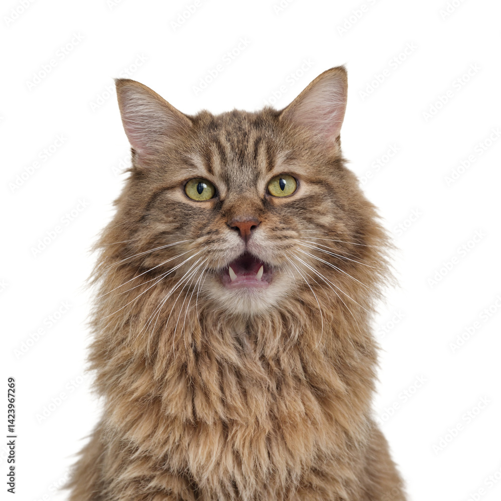Fototapeta premium Isolated Maine Coon cat headshot with shocked expression for pet lovers and emotion concepts