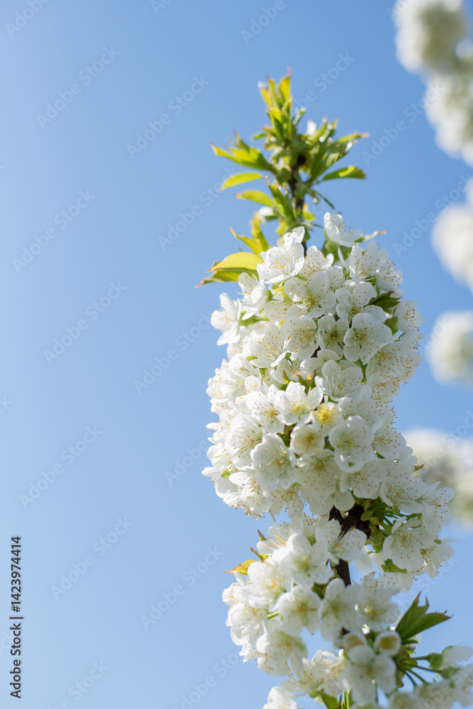 blossom on trees, spring beauty of nature blossom on trees, spring beauty of nature