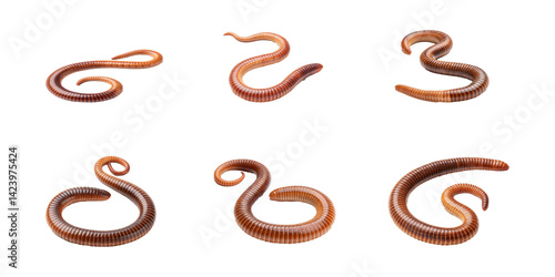 Collection of Curved Earthworm Illustrations in Brown Tones
