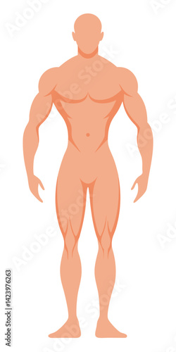 Anatomical Muscular Silhouette, Nude, Man, Standing Full Figure, Faceless, White BG