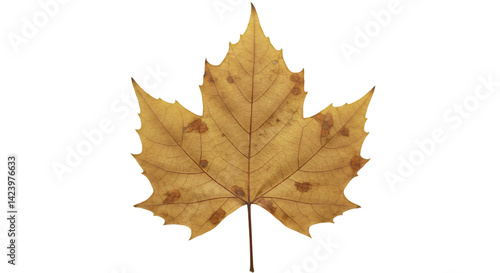 Wallpaper Mural Dry golden leaf black background Torontodigital.ca