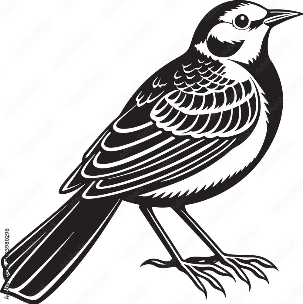 Obraz premium White Wagtail silhouette vector design