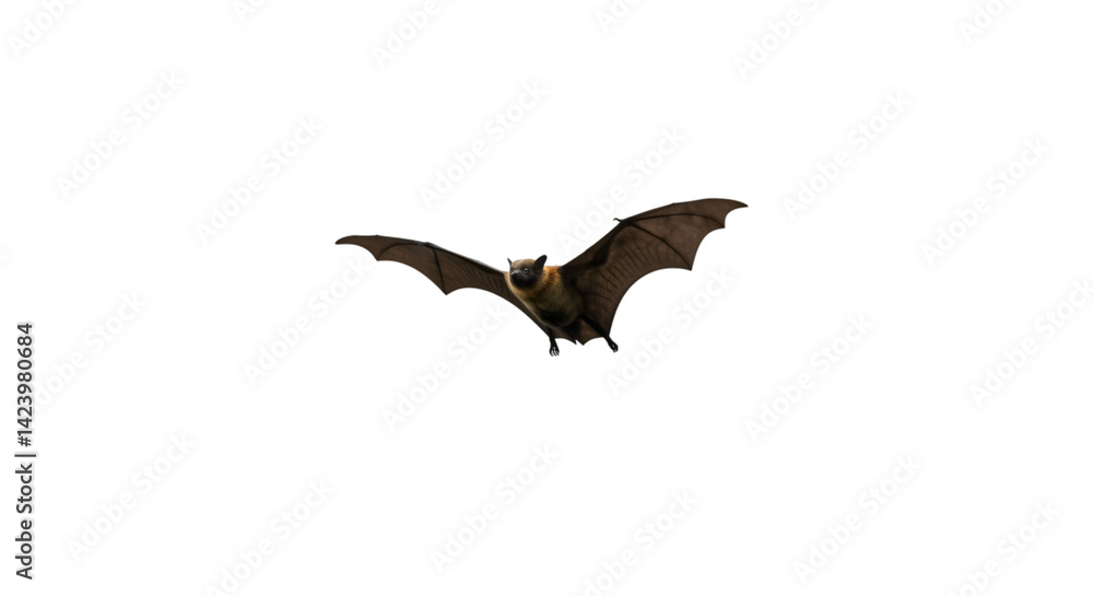 Obraz premium Flying bat dark background wildlife animal