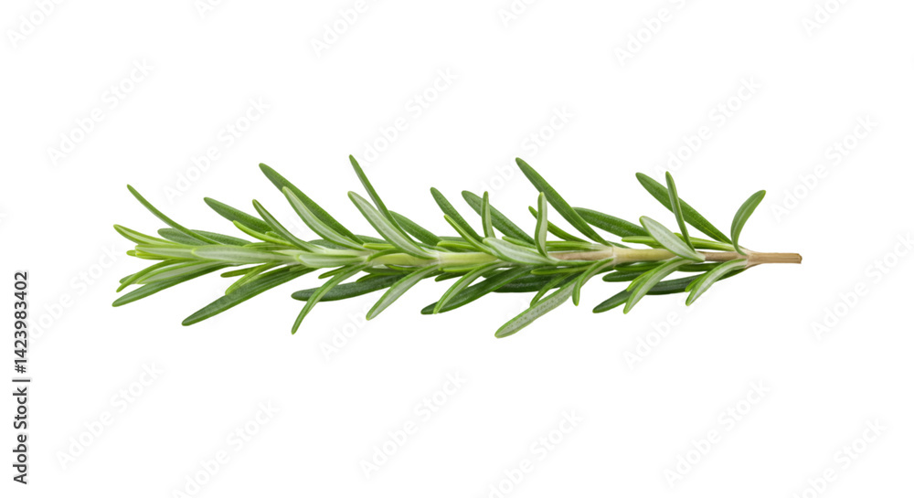 Fototapeta premium Fresh rosemary sprig culinary herb