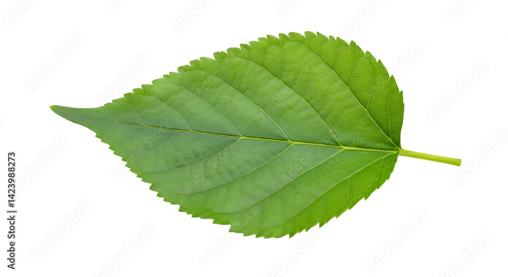 Fototapeta premium Green leaf black background