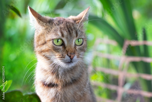 Obraz na płótnie Alert portrait of a tabby cat with bright green eyes against a blurred green background of leaves, the watchful gaze of a domestic pet in a natural setting w salonie