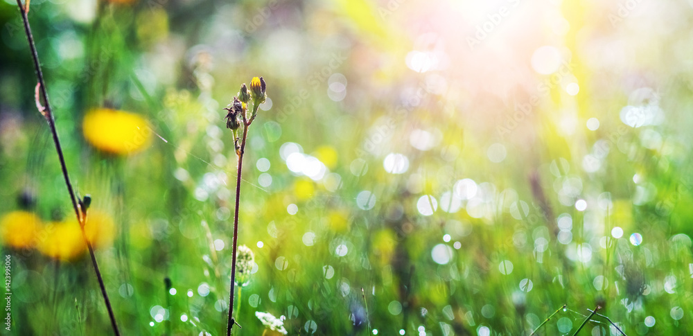 Morning landscape: dew drops on grass stalks and blurred yellow flowers at dawn