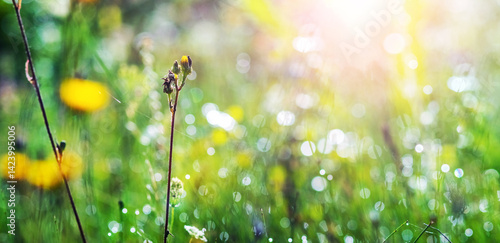 Obraz na płótnie Morning landscape: dew drops on grass stalks and blurred yellow flowers at dawn w salonie