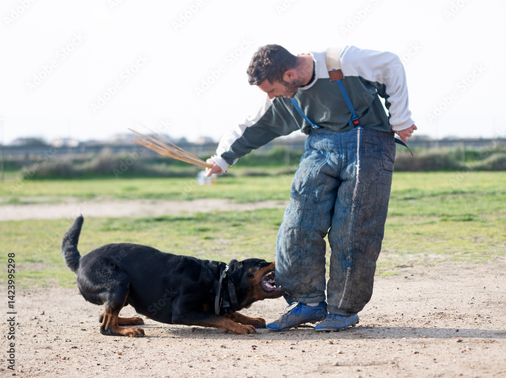 training of rottweiler