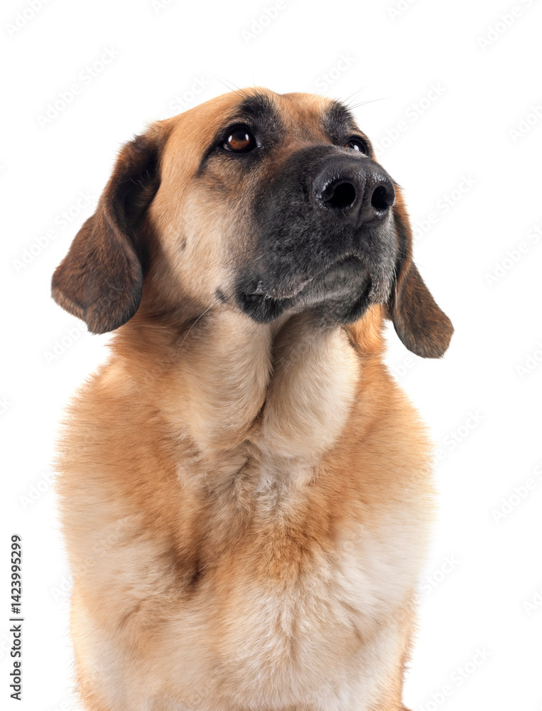 Spanish Mastiff in studio Spanish Mastiff in studio