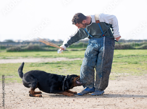 Obraz na płótnie training of rottweiler w salonie