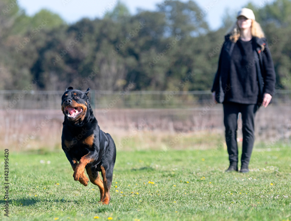 obedience training with a rottweiler