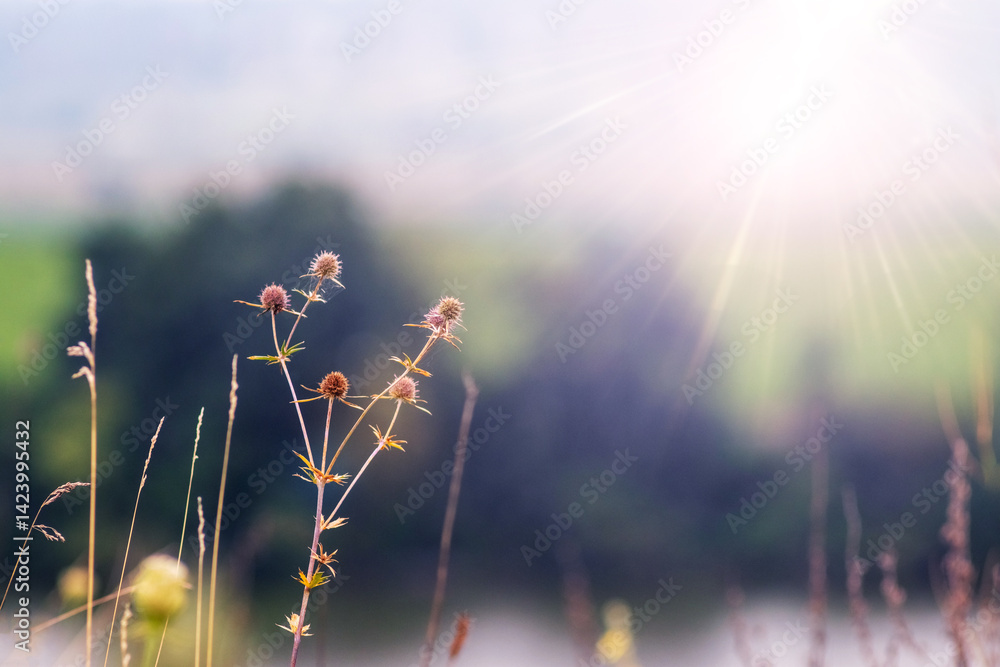 Eryngium campestre or Field Eryngo stalks against blurred sunlight background