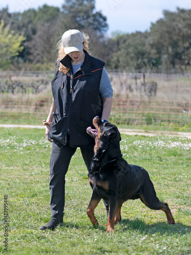 obedience training with a rottweiler
