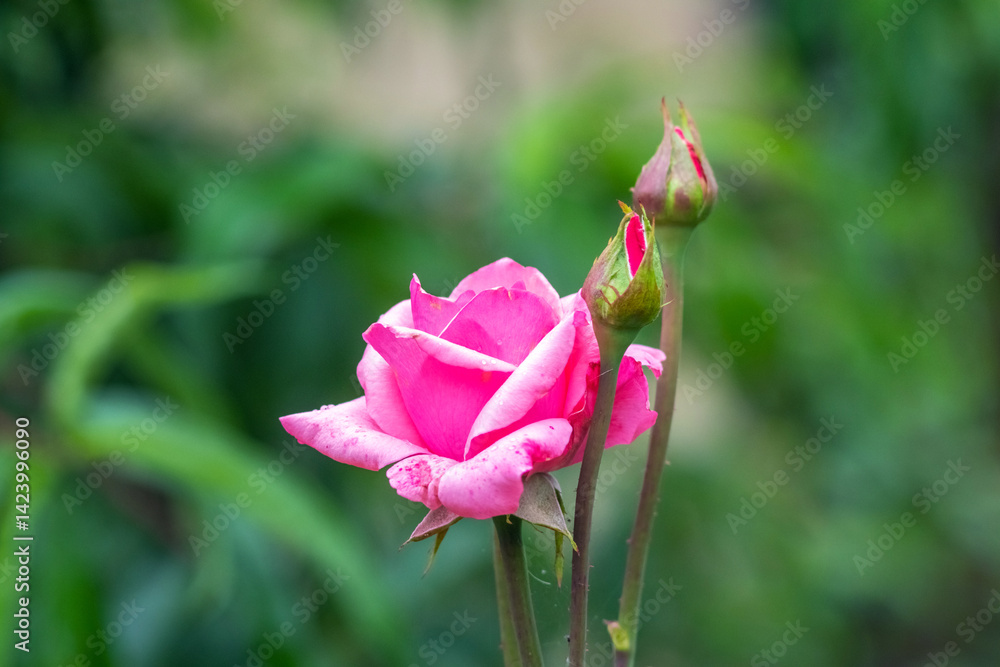 Blooming pink rose with buds on blurred green background