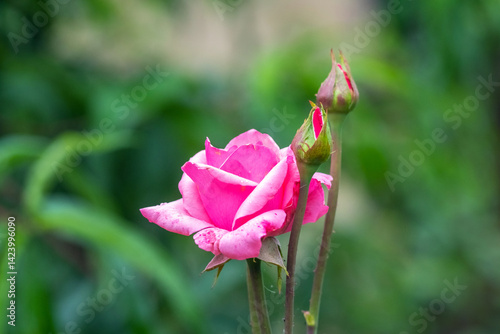 Obraz na płótnie Blooming pink rose with buds on blurred green background w salonie