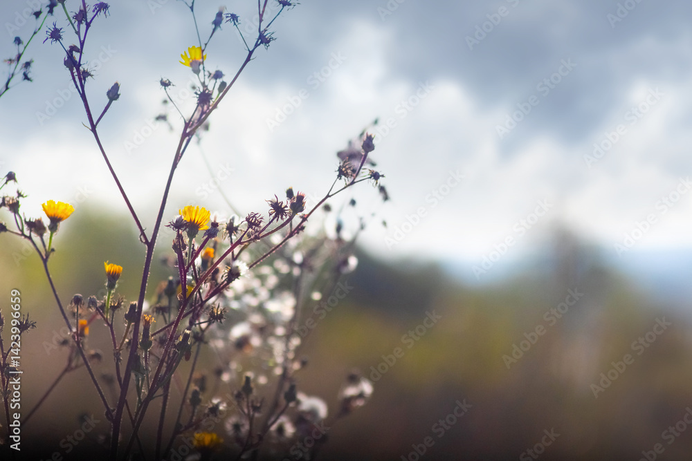 Small yellow flowers of Picris hieracioides or Hawkweed Oxtongue against blurred landscape