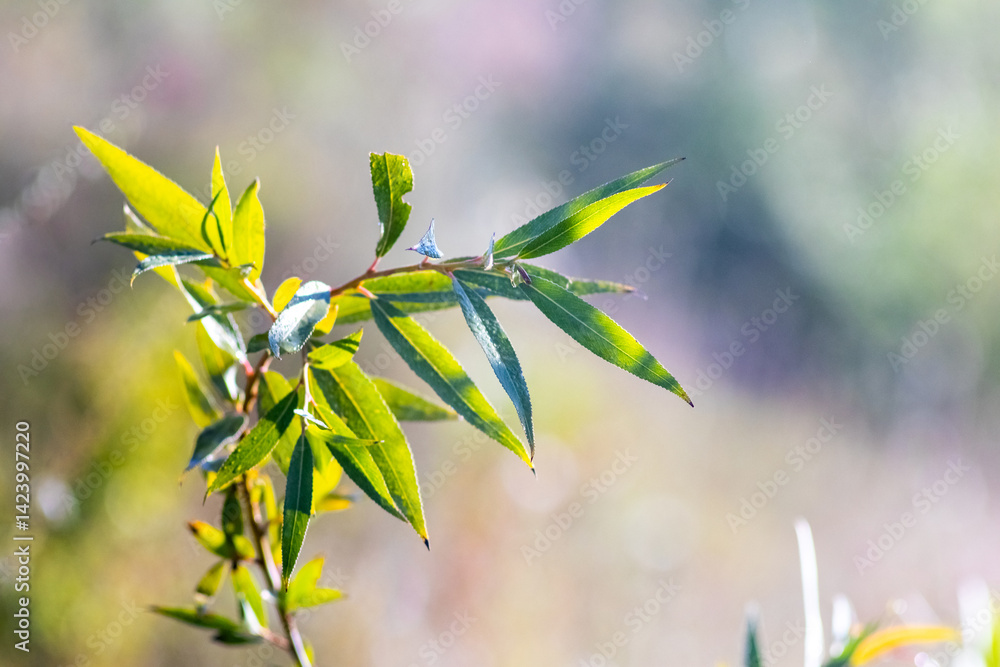 Branch of Sharp-leaf Willow (Salix acutifolia) with narrow green leaves on blurred background