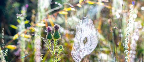 Spiderweb with dew drops between blooming thistles at dawn