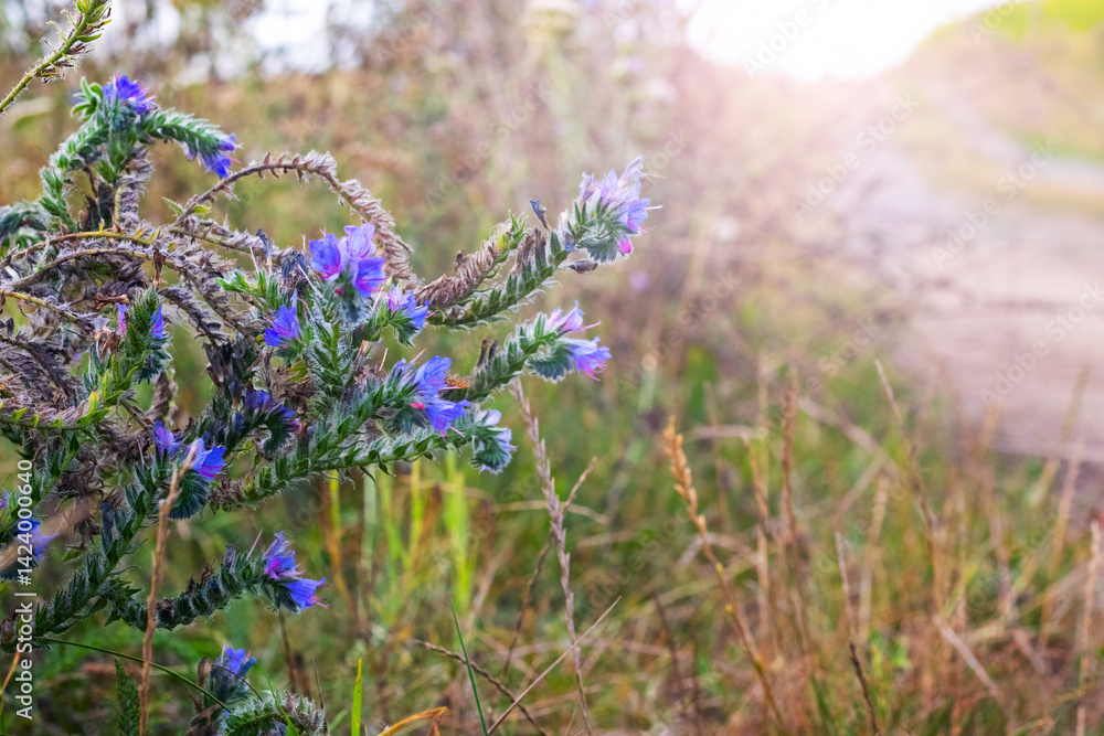 Flowering Blueweed (Echium vulgare) with blue flowers among dry grass on blurred background