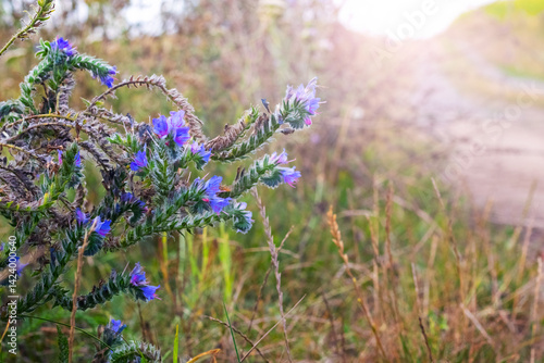 Obraz na płótnie Flowering Blueweed (Echium vulgare) with blue flowers among dry grass on blurred background w salonie