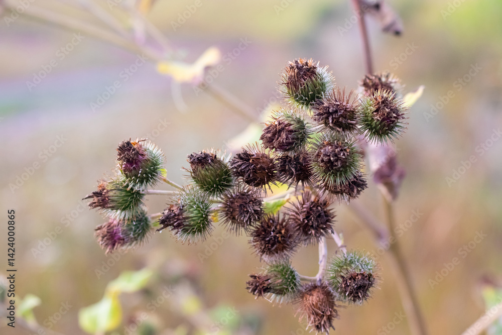 Fructification of Greater Burdock (Arctium lappa), Woolly Burdock (Arctium tomentosum), or Lesser Burdock (Arctium minus) closeup