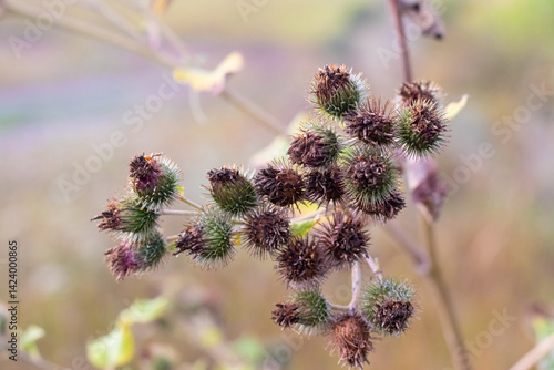 Obraz na płótnie Fructification of Greater Burdock (Arctium lappa), Woolly Burdock (Arctium tomentosum), or Lesser Burdock (Arctium minus) closeup w salonie