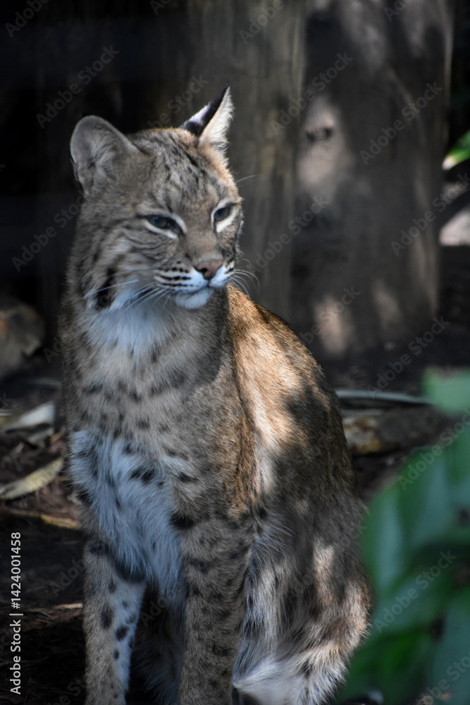 Fototapeta premium Sitting Bobcat with his Eyes Slightly Closed