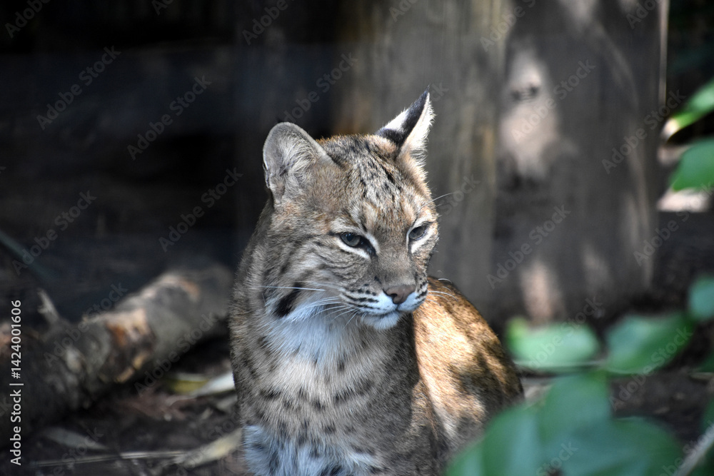 Obraz premium Close Up Look at the Face of a Bobcat