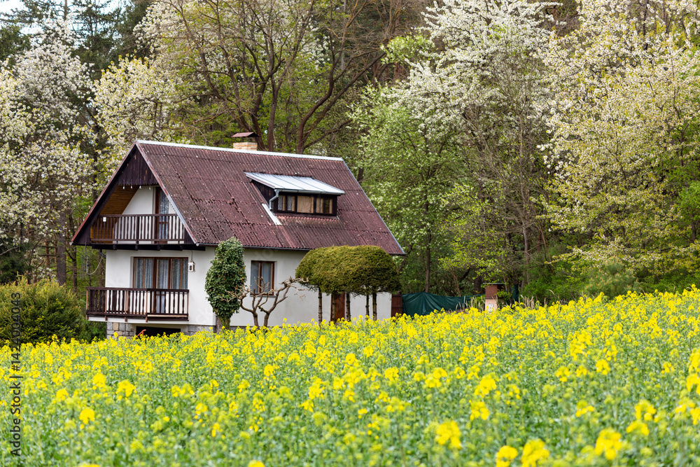 Houses on the edge of a rapeseed field, Czech Republic