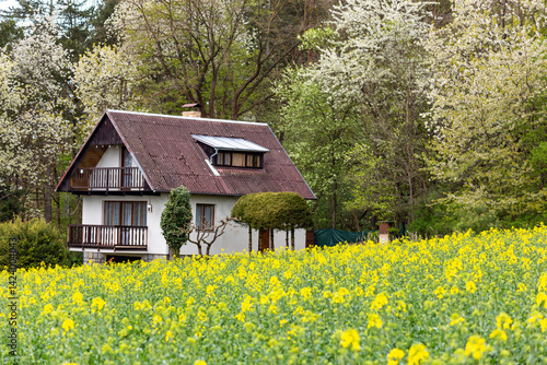 Obraz na płótnie Houses on the edge of a rapeseed field, Czech Republic w salonie