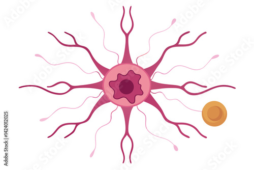 Neuron Cell Body with Dendrites and Axon Hillock on White Background