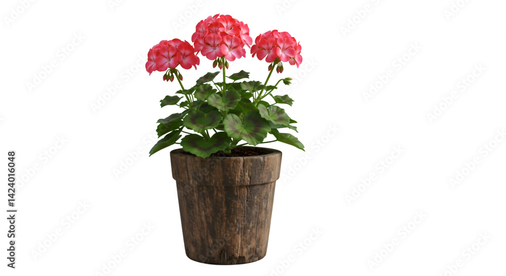 Pink geranium plant in rustic pot Pink geranium plant in rustic pot