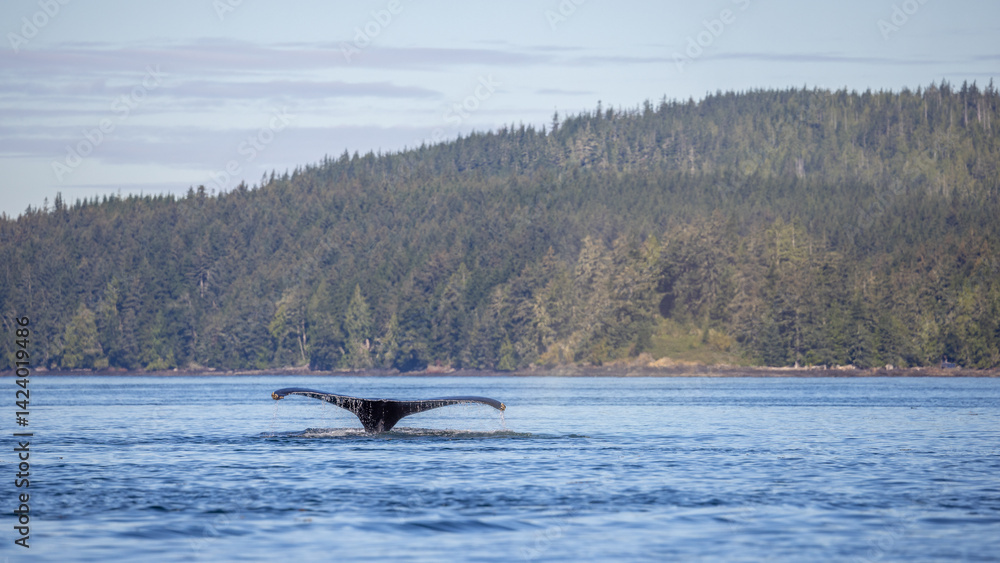 Fototapeta premium Humpback whale ( Megaptera novaeangliae ), the gentle giants of the ocean, displaying a wonderful and active behaviour, Knight Inlet, Vancouver Island, British Columbia, Canada.