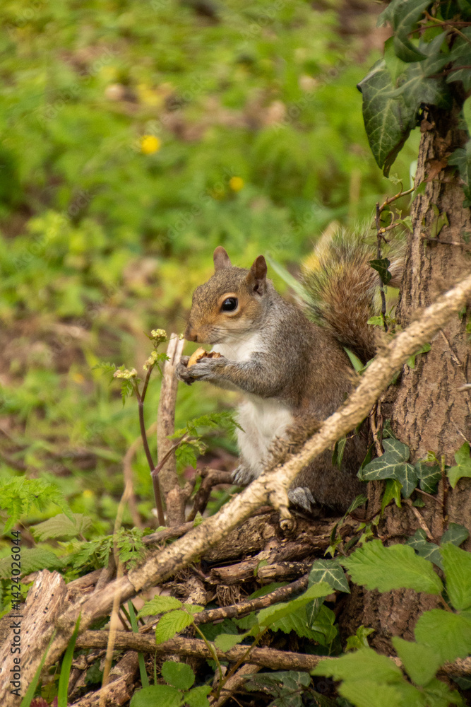 Grey Squirrel Eating Grey Squirrel Eating