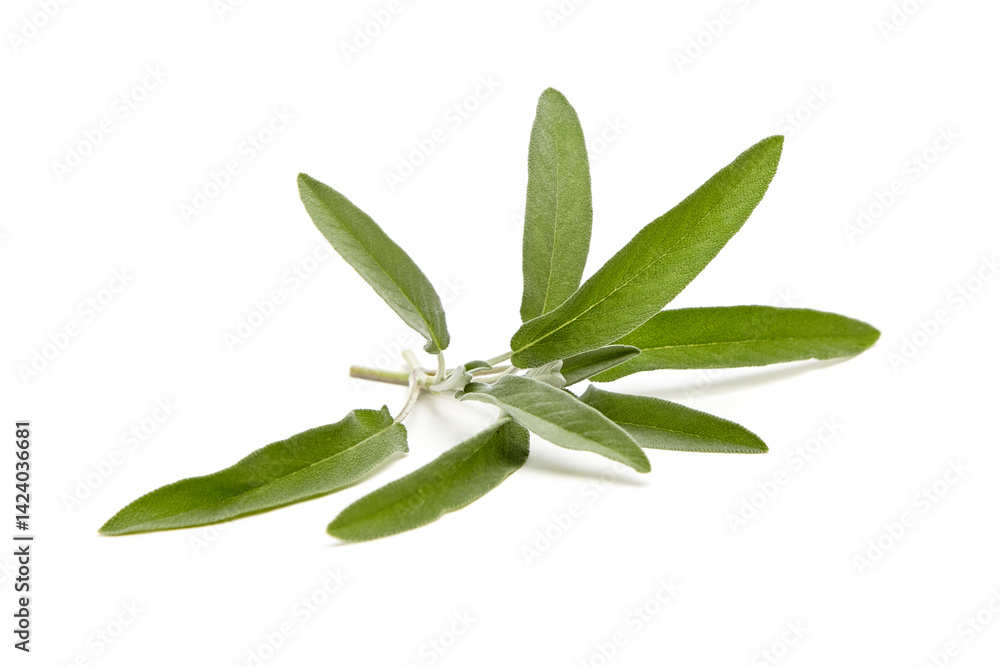 Obraz premium A vibrant sage stems featuring elongated, soft green leaves with detailed textures, elegantly arranged and isolated on a white background