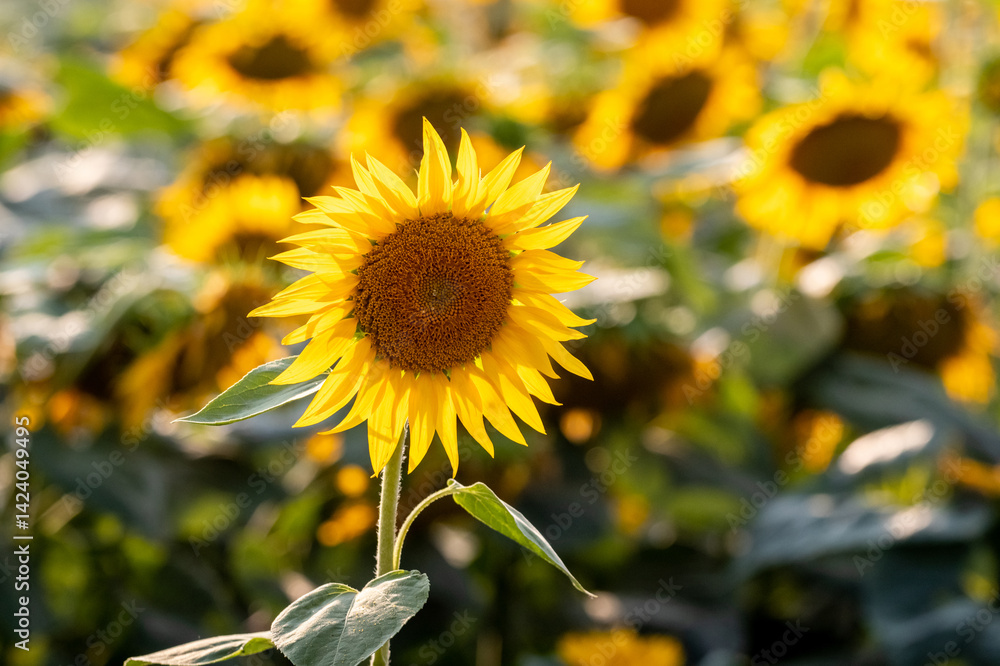 Naklejka premium Bright sunflower in focus against a blurred field of blooming sunflowers under warm sunlight, a symbol of summer, joy, and agriculture