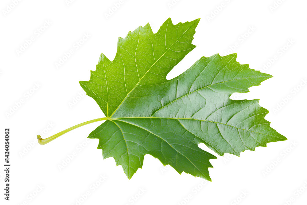 Fototapeta premium A single green leaf fresh isolated on white background