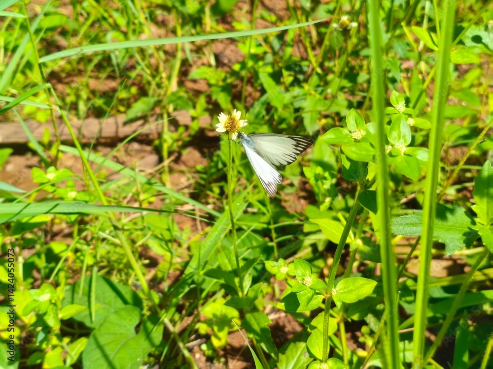 Obraz premium beautifull white butterfly on a grass