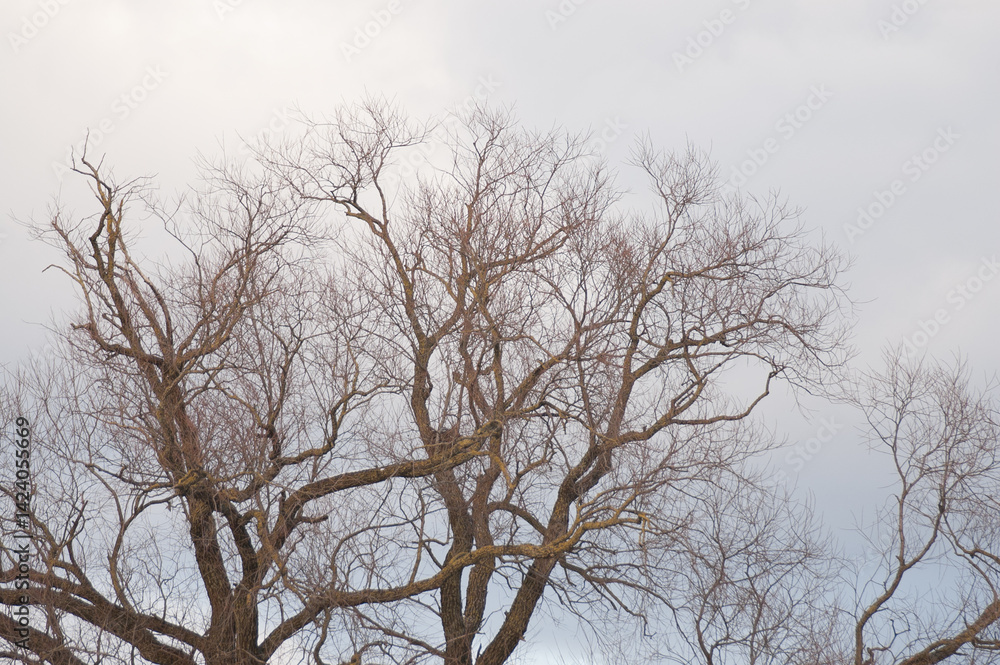 a large tree without leaves against a gray sky a large tree without leaves against a gray sky