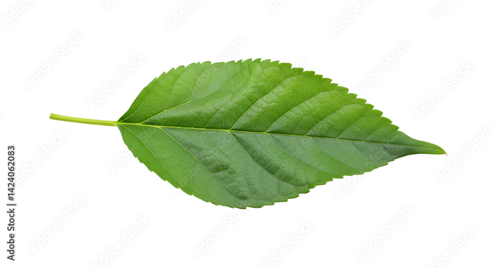 Fototapeta premium Vibrant green leaf isolated black background
