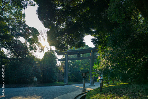  明治神宮の参道に差し込む美しい光と鳥居の風景