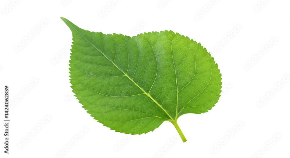 Fototapeta premium Vibrant green leaf isolated black background