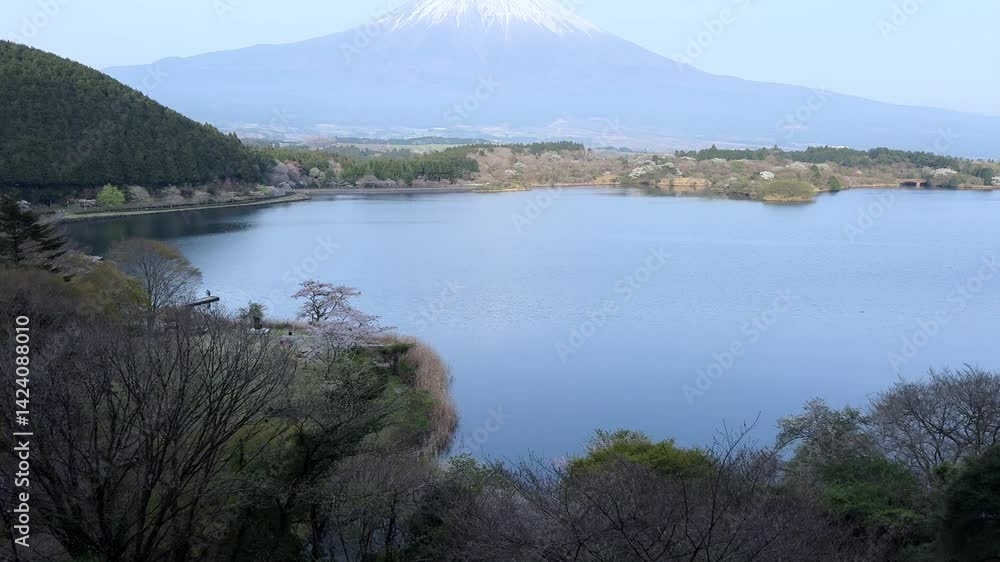 Lake Tanuki, calm waters with scenic Mount Fuji backdrop and springtime trees Lake Tanuki, calm waters with scenic Mount Fuji backdrop and springtime trees