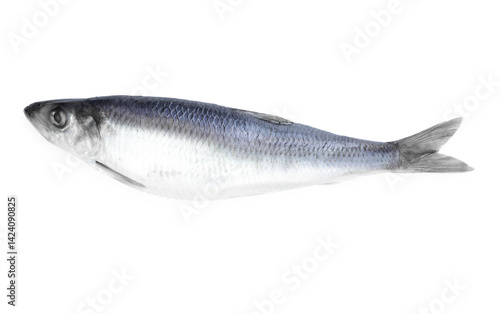 One salted herring on white background, top view