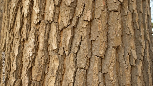 Tree bark texture close-up showcasing natural patterns  