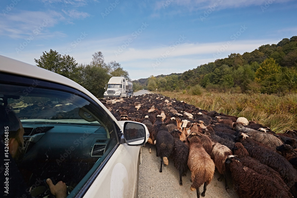 Fototapeta premium Sheep are walking along the road, blocking the passage of cars